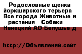 Родословные щенки йоркширского терьера - Все города Животные и растения » Собаки   . Ненецкий АО,Белушье д.